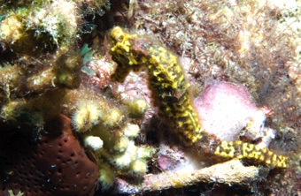 Seahorse